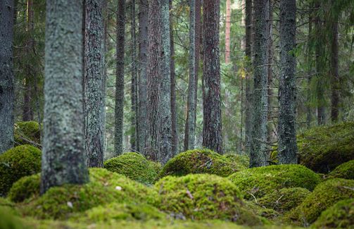 Forest floor covered with moss