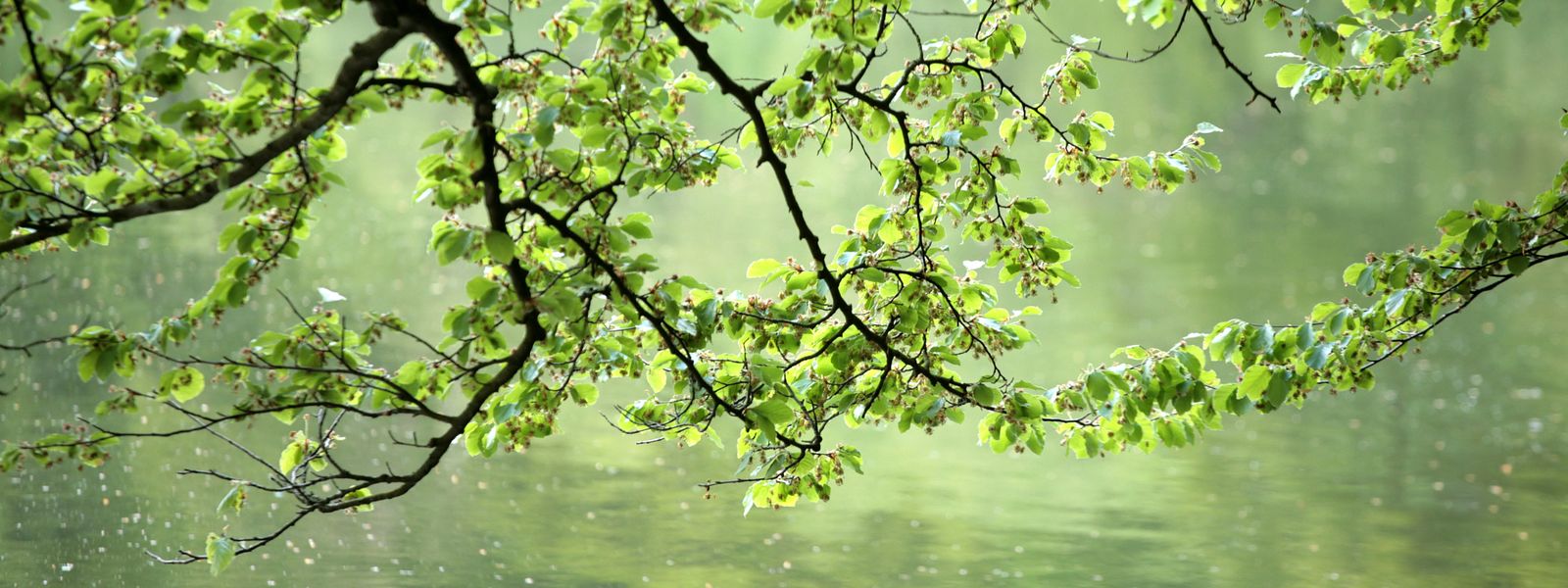 Spring, tree over a lake
